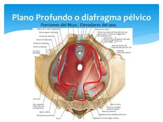 Plano Profundo o diafragma pélvico
 