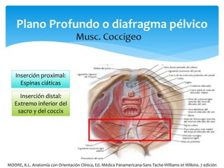 Plano Profundo o diafragma pélvico
Inserción proximal:
Espinas ciáticas
Inserción distal:
Extremo inferior del
sacro y del coccix
MOORE, K.L. Anatomía con Orientación Clínica, Ed. Médica Panamericana-Sans Tache-Williams et Wilkins. 7 edición
 