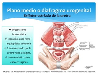 Plano medio o diafragma urogenital
 Origen: rama
isquiopúbica
 Inserción: en la rama
isquiopúbica contraria.
 Está atravesado por la
uretra y por la vagina.
 Sirve también como
esfínter vaginal.
MOORE, K.L. Anatomía con Orientación Clínica, Ed. Médica Panamericana-Sans Tache-Williams et Wilkins. 7 edición
 