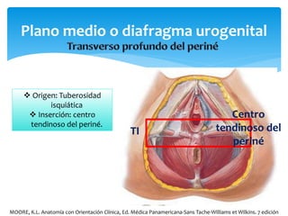 Plano medio o diafragma urogenital
 Origen: Tuberosidad
isquiática
 Inserción: centro
tendinoso del periné.
Centro
tendinoso del
periné
TI
MOORE, K.L. Anatomía con Orientación Clínica, Ed. Médica Panamericana-Sans Tache-Williams et Wilkins. 7 edición
 