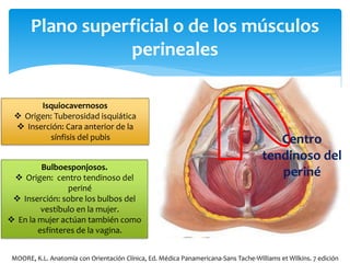 Plano superficial o de los músculos
perineales
Isquiocavernosos
 Origen: Tuberosidad isquiática
 Inserción: Cara anterior de la
sínfisis del pubis
Bulboesponjosos.
 Origen: centro tendinoso del
periné
 Inserción: sobre los bulbos del
vestíbulo en la mujer.
 En la mujer actúan también como
esfínteres de la vagina.
Centro
tendinoso del
periné
MOORE, K.L. Anatomía con Orientación Clínica, Ed. Médica Panamericana-Sans Tache-Williams et Wilkins. 7 edición
 