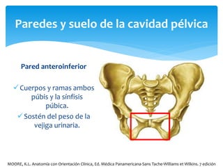 Pared anteroinferior
Cuerpos y ramas ambos
púbis y la sínfisis
púbica.
Sostén del peso de la
vejiga urinaria.
Paredes y suelo de la cavidad pélvica
MOORE, K.L. Anatomía con Orientación Clínica, Ed. Médica Panamericana-Sans Tache-Williams et Wilkins. 7 edición
 