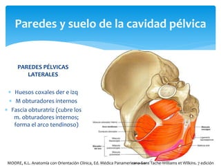 PAREDES PÉLVICAS
LATERALES
 Huesos coxales der e izq
 M obturadores internos
 Fascia obturatriz (cubre los
m. obturadores internos;
forma el arco tendinoso)
Paredes y suelo de la cavidad pélvica
MOORE, K.L. Anatomía con Orientación Clínica, Ed. Médica Panamericana-Sans Tache-Williams et Wilkins. 7 edición
 