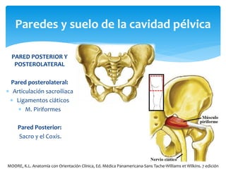 PARED POSTERIOR Y
POSTEROLATERAL
Pared posterolateral:
 Articulación sacroiliaca
 Ligamentos ciáticos
 M. Piriformes
Pared Posterior:
Sacro y el Coxis.
Paredes y suelo de la cavidad pélvica
MOORE, K.L. Anatomía con Orientación Clínica, Ed. Médica Panamericana-Sans Tache-Williams et Wilkins. 7 edición
 