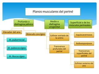 Planos musculares del periné
Profundo o
diafragma pélvico
Elevador del ano
M. puborrectal
M. pubococcígeo
M. iliococcígeo
Músculo coccígeo
Medio o
diafragma
urogenital
Esfínter estriado de
la uretra
Transversos
profundos del
periné
Superficial o de los
músculos perineales.
Isquiocavernosos
Bulboesponjosos
Transversos
superficiales del
periné
Esfínter externo del
ano
 