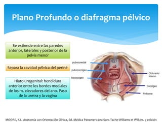 Plano Profundo o diafragma pélvico
Se extiende entre las paredes
anterior, laterales y posterior de la
pelvis menor
Separa la cavidad pélvica del periné
Hiato urogenital: hendidura
anterior entre los bordes mediales
de los m. elevadores del ano. Paso
de la uretra y la vagina
MOORE, K.L. Anatomía con Orientación Clínica, Ed. Médica Panamericana-Sans Tache-Williams et Wilkins. 7 edición
 