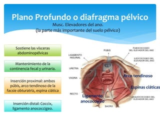 Plano Profundo o diafragma pélvico
Sostiene las vísceras
abdominopélvicas
Mantenimiento de la
continencia fecal y urinaria.
Inserción proximal: ambos
púbis, arco tendinoso de la
facsie obturatriz, espina ciática
Inserción distal: Coccix,
ligamento anococcigeo.
Espinas ciáticas
Arco tendinoso
Ligamento
anococcigeo
 