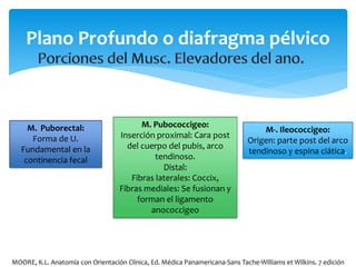 M. Puborectal:
Forma de U.
Fundamental en la
continencia fecal
M. Pubococcigeo:
Inserción proximal: Cara post
del cuerpo del pubis, arco
tendinoso.
Distal:
Fibras laterales: Coccix,
Fibras mediales: Se fusionan y
forman el ligamento
anococcigeo
M-. Ileococcigeo:
Origen: parte post del arco
tendinoso y espina ciática.
Plano Profundo o diafragma pélvico
MOORE, K.L. Anatomía con Orientación Clínica, Ed. Médica Panamericana-Sans Tache-Williams et Wilkins. 7 edición
 
