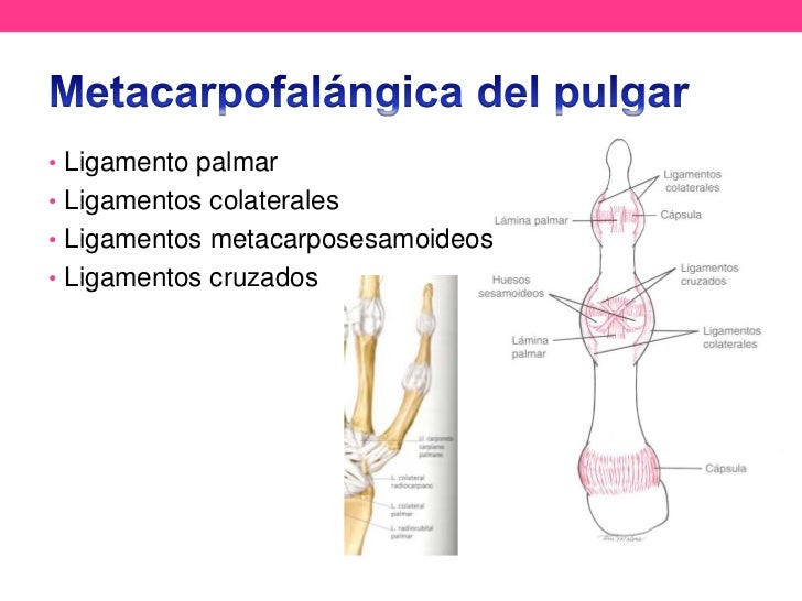 Anatomía de pulgar