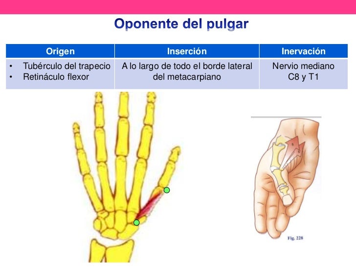 Anatomía de pulgar