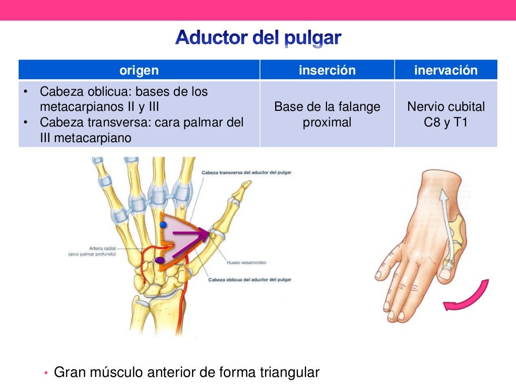 Anatomía de pulgar Anatomía de pulgar