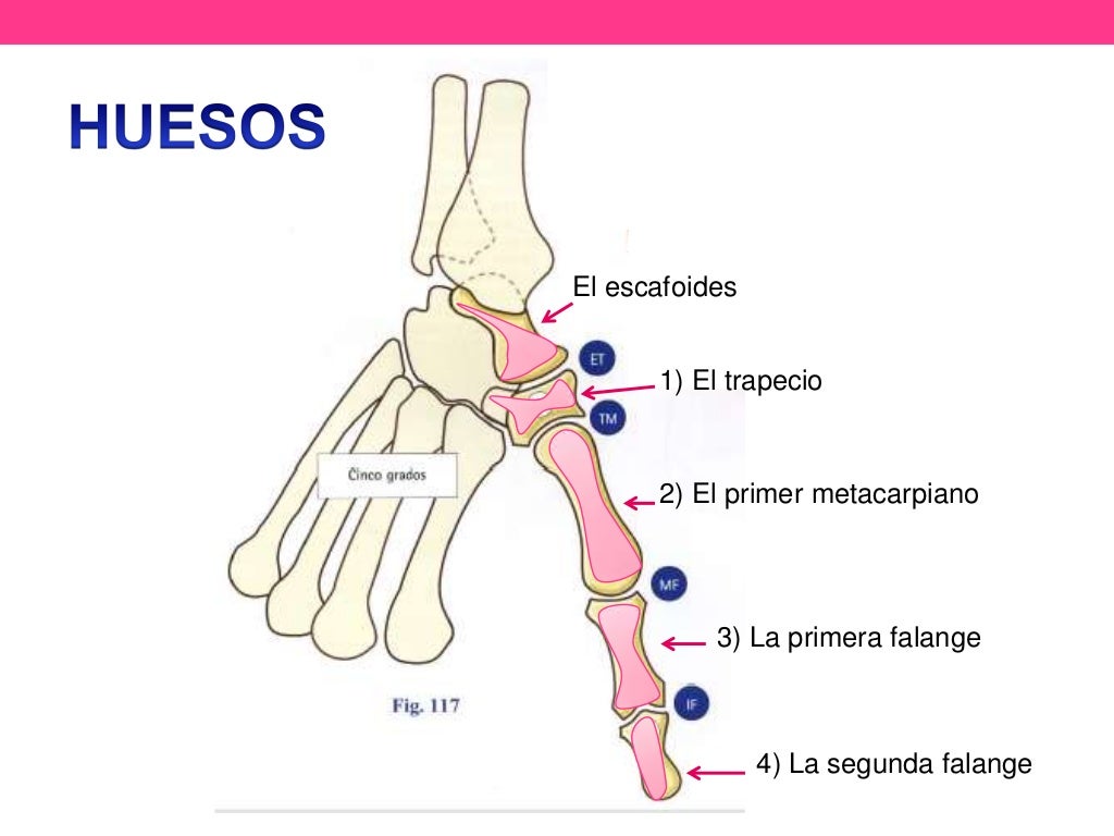 Anatomía de pulgar Anatomía de pulgar