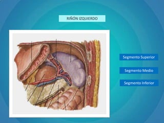 Anatomía de riñón | PPTX