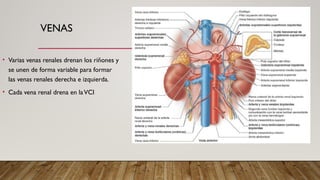 Anatomia de riñon, ureter, vejiga y uretra.pptx