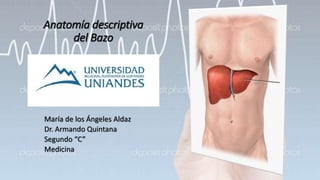 Anatomía descriptiva
del Bazo
María de los Ángeles Aldaz
Dr. Armando Quintana
Segundo “C”
Medicina
 