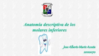 Anatomía descriptiva de los
molares inferiores
Jose AlbertoMarteAcosta
20120070
 