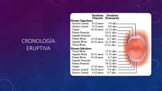 CRONOLOGÍA
ERUPTIVA
 