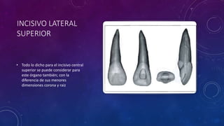 INCISIVO LATERAL
SUPERIOR
• Todo lo dicho para el incisivo central
superior se puede considerar para
este órgano también; con la
diferencia de sus menores
dimensiones corona y raiz
 