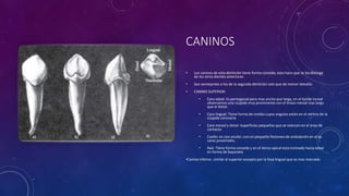 CANINOS
• Los caninos de esta dentición tiene forma conoide, esto hace que se les distinga
de los otros dientes anteriores
• Son semejantes a los de la segunda dentición solo que de menor tamaño.
• CANINO SUPERIOR:
• Cara labial: Es pentagonal pero mas ancha que larga, en el borde incisal
observamos una cúspide muy prominente con el brazo mesial mas largo
que el distal.
• Cara lingual: Tiene forma de rombo cuyos angulos están en el vértice de la
cúspide coronaria
• Cara mesial y distal: Superficies pequeñas que se reducen en el área de
contacto
• Cuello: es casi anular; con un pequeño festoneo de ondulación en el as
caras proximales.
• Raíz: Tiene forma conoide y en el tercio apical esta inclinado hacia labial
en forma de bayoneta
•Canino inferior, similar al superior excepto por la fosa lingual que es mas marcada.
 
