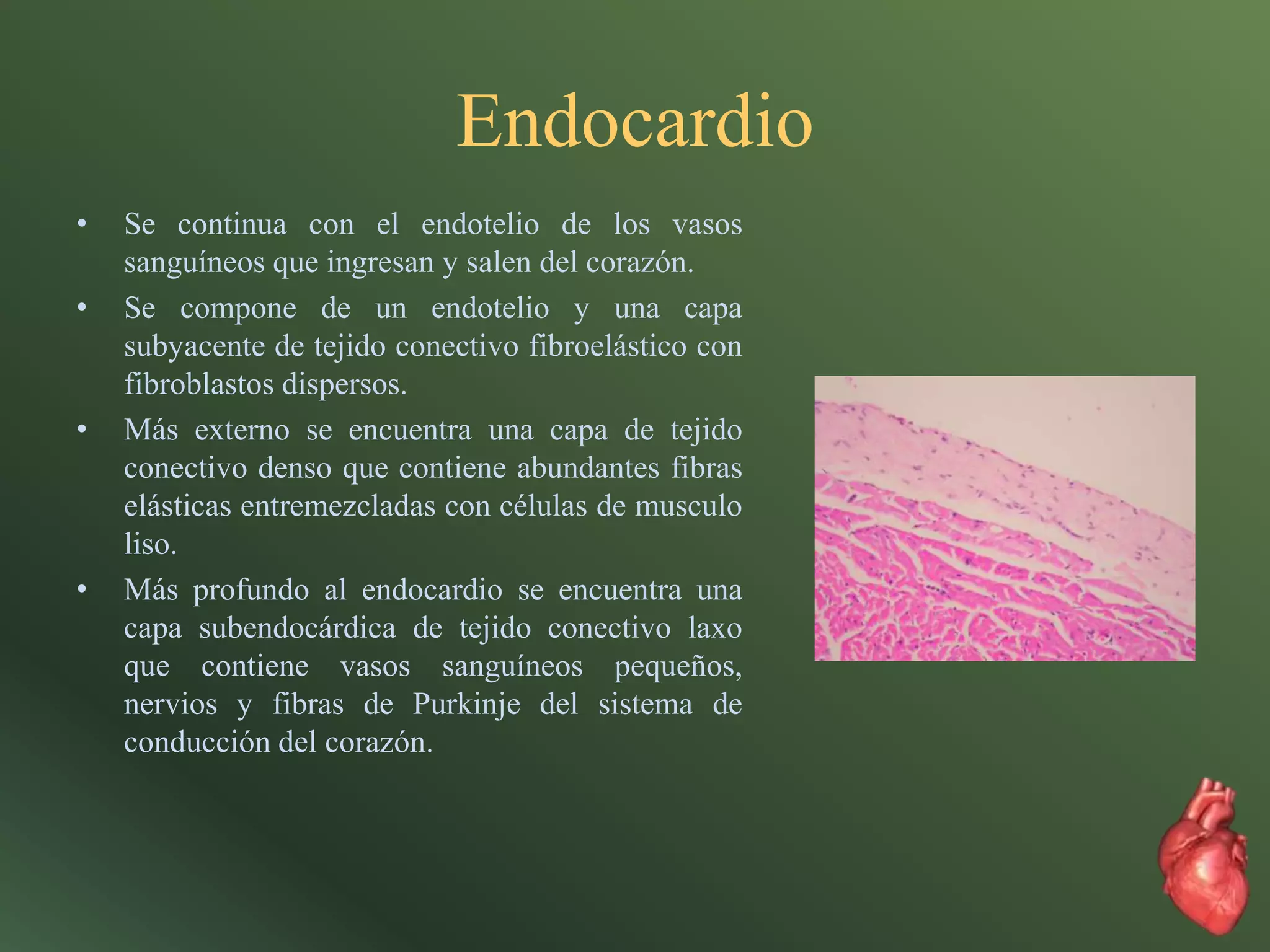 Anatomía e histología del corazón | PPTX