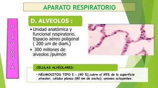 APARATO RESPIRATORIO
D. ALVEOLOS :
• Unidad anatómica y
funcional respiratorio.
Espacio aéreo poligonal
( 200 um de diam.)...