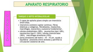 APARATO RESPIRATORIO
• 2 capas de epitelio plano simple con Intersticio
entre ellos.
• intersticio contiene capilar contin...