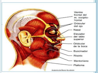 Anatomía de Moore 4ta edición
 