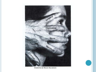 Anatomía de Moore 4ta edición
 