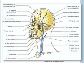 Anatomía de Moore 4ta edición
 