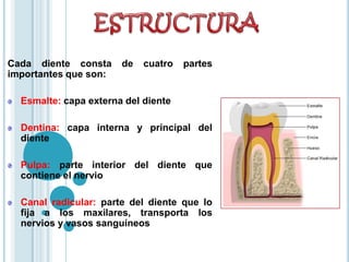 Cada diente consta de cuatro partes
importantes que son:
Esmalte: capa externa del diente
Dentina: capa interna y principal del
diente
Pulpa: parte interior del diente que
contiene el nervio
Canal radicular: parte del diente que lo
fija a los maxilares, transporta los
nervios y vasos sanguíneos
 