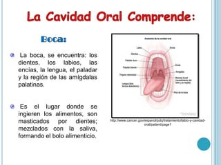 La boca, se encuentra: los
dientes, los labios, las
encías, la lengua, el paladar
y la región de las amígdalas
palatinas.
Es el lugar donde se
ingieren los alimentos, son
masticados por dientes;
mezclados con la saliva,
formando el bolo alimenticio.
http://www.cancer.gov/espanol/pdq/tratamiento/labio-y-cavidad-
oral/patient/page1
 