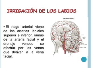  El riego arterial viene
de las arterias labiales
superior e inferior, ramas
de la arteria facial y el
drenaje venoso se
efectúa por las venas
que derivan a la vena
facial.
 