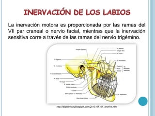 La inervación motora es proporcionada por las ramas del
VII par craneal o nervio facial, mientras que la inervación
sensitiva corre a través de las ramas del nervio trigémino.
http://digestivouq.blogspot.com/2010_04_01_archive.html
 