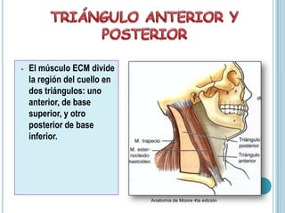 • El músculo ECM divide
la región del cuello en
dos triángulos: uno
anterior, de base
superior, y otro
posterior de base
inferior.
Anatomía de Moore 4ta edición
 