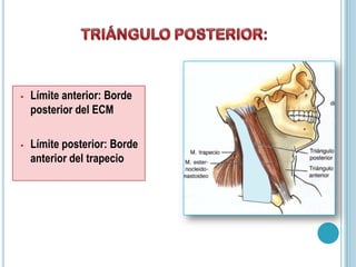 • Límite anterior: Borde
posterior del ECM
• Límite posterior: Borde
anterior del trapecio
 