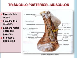  Esplenio de la
cabeza.
 Elevador de la
escápula,
 Escaleno medio
y escaleno
posterior.
 El músculo
omohioideo
Anatomía de Moore 4ta edición
 