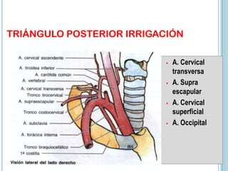 TRIÁNGULO POSTERIOR IRRIGACIÓN
• A. Cervical
transversa
• A. Supra
escapular
• A. Cervical
superficial
• A. Occipital
 