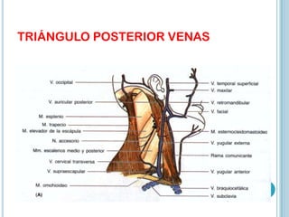 TRIÁNGULO POSTERIOR VENAS
 