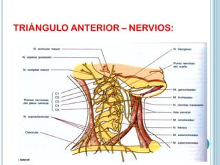 TRIÁNGULO ANTERIOR – NERVIOS:
 
