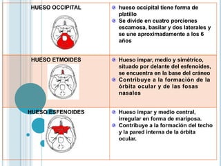 HUESO OCCIPITAL hueso occipital tiene forma de
platillo
Se divide en cuatro porciones
escamosa, basilar y dos laterales y
se une aproximadamente a los 6
años
HUESO ETMOIDES Hueso impar, medio y simétrico,
situado por delante del esfenoides,
se encuentra en la base del cráneo
Contribuye a la formación de la
órbita ocular y de las fosas
nasales
HUESO ESFENOIDES Hueso impar y medio central,
irregular en forma de mariposa.
Contribuye a la formación del techo
y la pared interna de la órbita
ocular.
 
