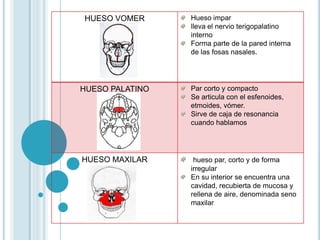HUESO VOMER Hueso impar
lleva el nervio terigopalatino
interno
Forma parte de la pared interna
de las fosas nasales.
HUESO PALATINO Par corto y compacto
Se articula con el esfenoides,
etmoides, vómer.
Sirve de caja de resonancia
cuando hablamos
HUESO MAXILAR hueso par, corto y de forma
irregular
En su interior se encuentra una
cavidad, recubierta de mucosa y
rellena de aire, denominada seno
maxilar
 