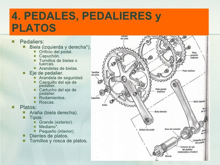 Anatomía específica de la bicicleta
