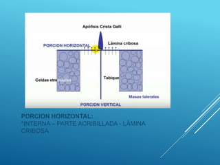 PORCION HORIZONTAL:
*INTERNA – PARTE ACRIBILLADA - LÀMINA
CRIBOSA
 