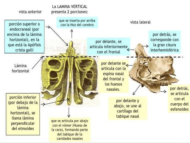 Anatomía (etmoides)
