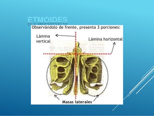Anatomía (etmoides)