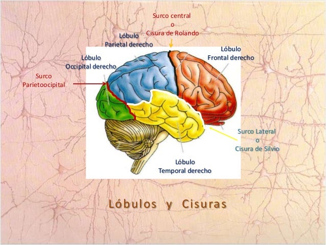 Anatomía externa del cerebro.
