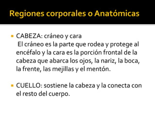 ANATOMÍA FUNCIONAL.pdf