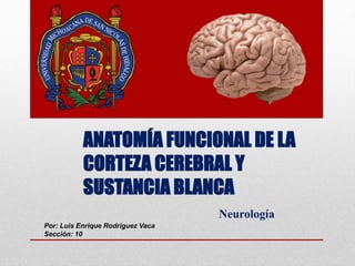 ANATOMÍA FUNCIONAL DE LA
CORTEZA CEREBRAL Y
SUSTANCIA BLANCA
Neurología
Por: Luis Enrique Rodríguez Vaca
Sección: 10
 