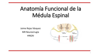 Anatomía Funcional de la
Médula Espinal
Jaime Rojas Vásquez
MR Neurocirugía
HNGAI
1
 