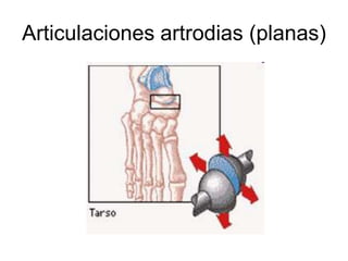 Articulaciones artrodias (planas)
 